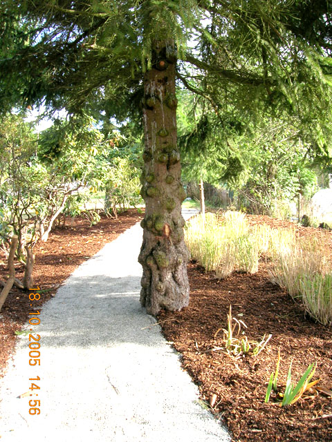 Garden
			Path Tree