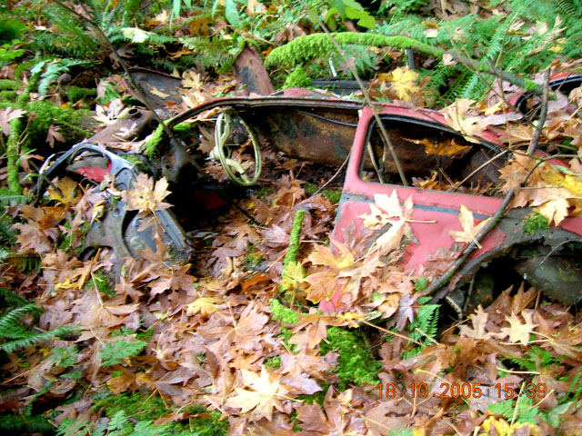 Side
			View of Red Bug
